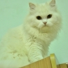 เลม่อน