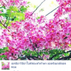 เอสอีอาวีอีอาไอพีสองห้าห้าหก แอดจีเมลล์ดอดคอม