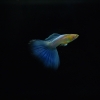 firetailed